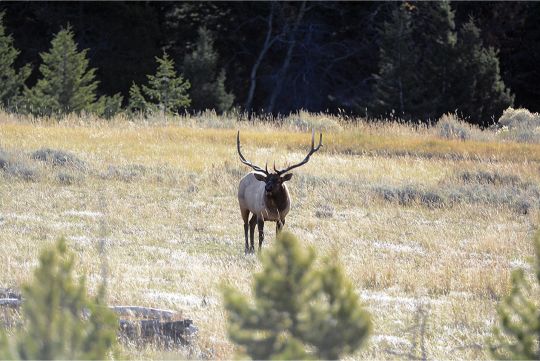 Breaking total range into segments is a useful tool. Estimate the range to the small evergreen in the foreground and then add it to the perceived distance from the sapling to the elk.